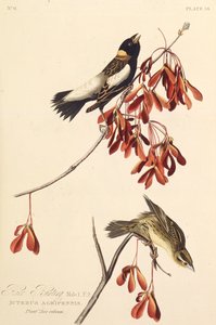 A Rizsmadár. Az Amerika madaraiból, 1827-1838. alkotó: John James Audubon