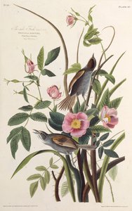 A tengeri pinty. Az Amerika madaraiból, 1827-1838. alkotó: John James Audubon