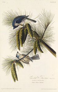 A fekete tarajos cinege. Az Amerika madaraiból, 1827-1838. alkotó: John James Audubon