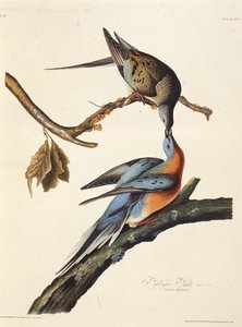 Az utas galamb. Az Amerika madaraiból, 1827-1838. alkotó: John James Audubon