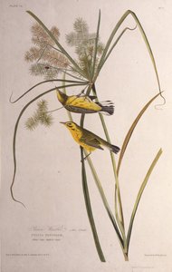 A préri poszáta. Az Amerika madaraiból, 1827-1838. alkotó: John James Audubon