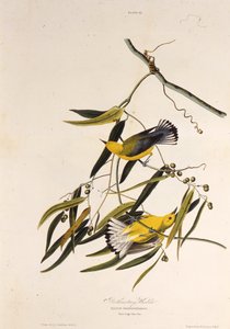 A protonotáris poszáta. Az Amerika madaraiból, 1827-1838. alkotó: John James Audubon