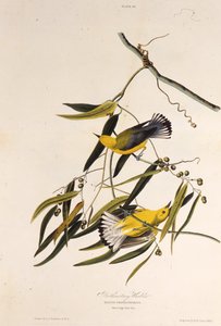 A protonotáris poszáta. Az Amerika madaraiból, 1827-1838. alkotó: John James Audubon