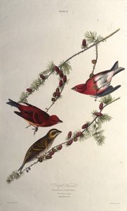 A lila pinty. Az Amerika madaraiból, 1827-1838. alkotó: John James Audubon