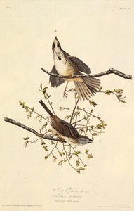 A dal veréb. Az Amerika madaraiból, 1827-1838. alkotó: John James Audubon