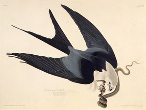 A fecskefarkú sárkány. Az Amerika madaraiból, 1827-1838. alkotó: John James Audubon
