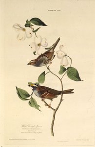 A fehértorkú veréb. Az Amerika madaraiból, 1827-1838. alkotó: John James Audubon