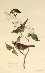 A fehértorkú veréb. Az Amerika madaraiból, 1827-1838. alkotó: John James Audubon