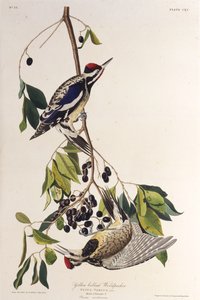 A sárgahasú szivacs. Az Amerika madaraiból, 1827-1838. alkotó: John James Audubon
