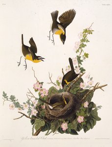 A sárgamellű csevegés. Az Amerika madaraiból, 1827-1838. alkotó: John James Audubon