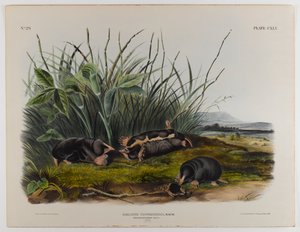 Townsends vakond alkotó: John James Audubon