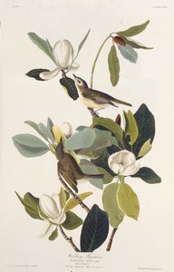 Harcos légykapó. Az Amerika madaraiból, 1827-1838. alkotó: John James Audubon