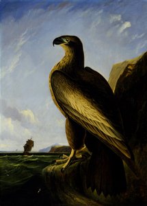 Washington Sea Eagle alkotó: John James Audubon