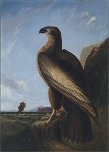 Washington Sea Eagle alkotó: John James Audubon