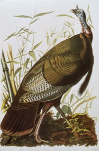 Wild Turkey, az Amerika madaraiból, 1829-ben alkotó: John James Audubon