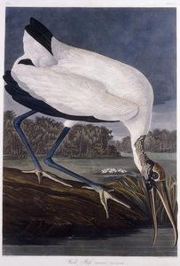 Fa Ibis alkotó: John James Audubon