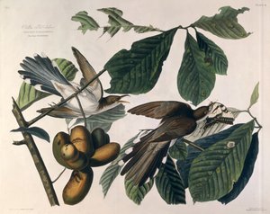 Sárgacsőrű kakukk, az Amerika madaraiból, William Home Lizars (1788-1859) metszet, Robert Havell (1793-1878) retusálta 1829 alkotó: John James Audubon