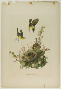 Yellow-reasted Chat, nyomta Julien Bien és adta ki Roe Lockwood & Son, 1861 (kromolitográfia) alkotó: John James Audubon