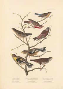 Lazuli pinty alkotó: John James Audubon/ Rob Havell