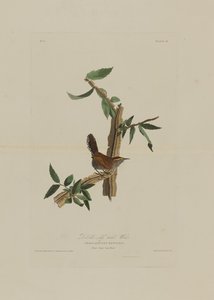 Bewicks Long Tailed Wren, a Birds of America-tól, metszett: Robert Havell (1793-1878)