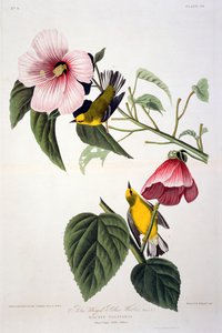Kékszárnyú sárga poszcsa, a Birds of America-tól, metszett: Robert Havell (1793-1878)