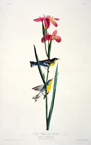 Kék sárga hátú poszáta, a Birds of America-tól, metszett: Robert Havell (1793-1878) alkotó: John James after Audubon