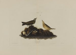 Brown Lark, a Birds of America-ból, metszett: Robert Havell (1793-1878) alkotó: John James after Audubon