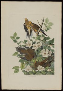 Carolina Pigeon vagy Turtle Dove, a Birds of America-ból, metszett Robert Havell (1793-1878) alkotó: John James after Audubon