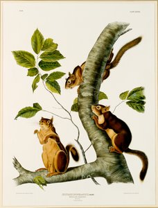 Douglas Squirrel, a The Viviparous Quadrupeds of North America fólióból, 1845-ben, 1844-ben (az eredetiért lásd: 129902)