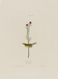 Selbys légyfogó, a Birds of America-ból, metszett Robert Havell (1793-1878)
