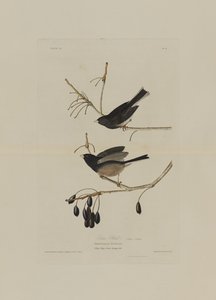 Hómadár, az Amerika madarai című kötetből, Robert Havell (1793-1878) metszete.