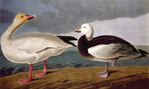 Snow Goose, az Amerika madaraiból, metszett: Robert Havell (1793-1878) 1837 alkotó: John James after Audubon