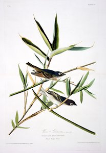 Magányos légykapó, a Birds of America-ból, metszett: Robert Havell (1793-1878)