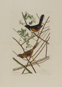 A Towhe Bunting, a Birds of America-ból, vésette Robert Havell (1793-1878) alkotó: John James after Audubon
