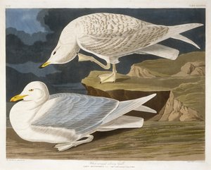 Fehérszárnyú ezüstsirály, vésette Robert Havell, Jr. (1793-1878), 1835 (kézzel színezett metszet)