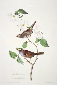 Fehér torkú veréb, a Birds of America-ból, metszett: Robert Havell (1793-1878) alkotó: John James after Audubon
