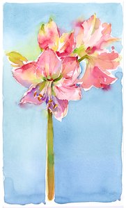 Amaryllis aqua háttérrel, 2015, (akvarell) alkotó: John Keeling