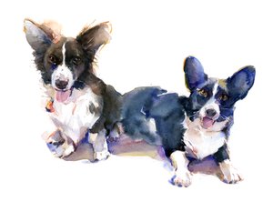 Két Corgi, 2015, (akvarell)