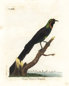 Arfak astrapia, Astrapia nigra (Gorget paradicsommadár, Paradisea gularis). Kézi színű rézlemez, amelyet John Latham rajzolt és metszett a madarak általános története című művéből, Winchester alkotó: John Latham