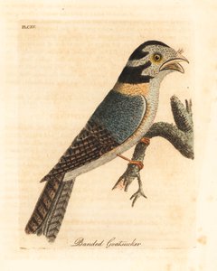 Ausztrál bagoly éjfélék, Aegotheles cristatus vagy sárgás békaszájú, Podargus strigoides? (Sávos kecskecikk, Caprimulgus vittatus.) John Latham által rajzolt és vésett, kézzel festett rézlemez a madarak általános története című művéből, Winchester alkotó: John Latham