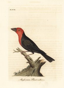 Feketecsőrű barbet, Lybius guifsobalito (abesszin növényvágó, Loxia tridactyla). Kézi színű rézlemez, amelyet John Latham rajzolt és metszett a madarak általános története című művéből, Winchester alkotó: John Latham