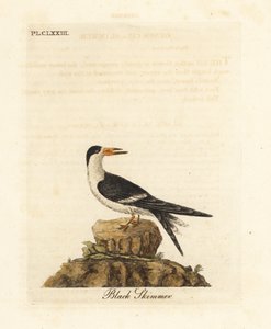 Fekete skimmer, Rynchops niger (Rhynchops nigra). Kézi színű rézlemez, amelyet John Latham rajzolt és metszett a madarak általános története című művéből, Winchester alkotó: John Latham