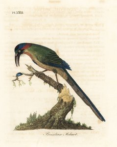 Kékkoronás motmota, Momotus momota (brazil motmot, Momotus brasiliensis). Kézi színű rézlemez, amelyet John Latham rajzolt és metszett a madarak általános története című művéből, Winchester
