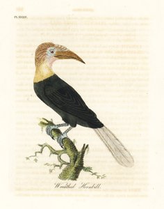 Blyth-féle vagy pápua szarvascsőrű, Rhyticeros plicatus (Koszorús szarvascsőrű, Buceros plicatus). Kézi színű rézlemez, amelyet John Latham rajzolt és vésett a madarak általános története című művéből, Winchester