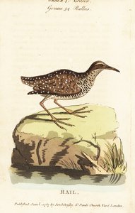 Buff-szalagos sín, Gallirallus philippensis alkotó: John Latham