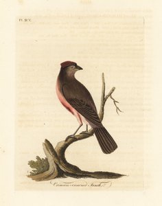 Közönséges vörösvirág, Carduelis flammea (Bíborkoronás pinty, Fringilla flammea). Kézi színű rézlemez, amelyet John Latham rajzolt és vésett a madarak általános története című művéből, Winchester alkotó: John Latham