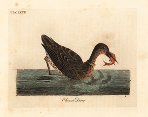 Ázsiában horgászatra használt kárókatona, talán egy nagy kárókatona, Phalacrocorax carbo, vagy japán kárókatona, Phalacrocorax capillatus. (Kínai búvár, Colymbus sinensis.) Kézi színű rézlemez, amelyet John Latham rajzolt és metszett saját A General Histo 