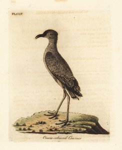 Krémszínű kurzor, Cursorius kurzor (Cursorius europaeus). Kézi színű rézlemez, amelyet John Latham rajzolt és metszett a madarak általános története című művéből, Winchester alkotó: John Latham