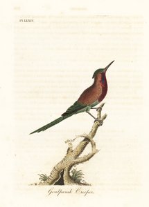Bíbor napmadár, Aethopyga siparaja seheriae (Goulpourah kúszónövény). Kézi színű rézlemez, amelyet John Latham rajzolt és vésett a madarak általános története című művéből, Winchester alkotó: John Latham