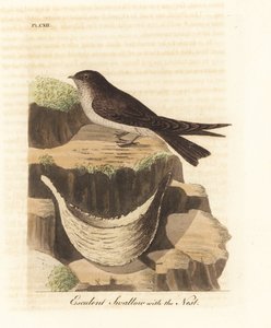 Ehető fészek swiftlet, Aerodramus fuciphagus és nyálfészek, madárfészeklevesben használják. (Eszkulens fecske, Hirundo esculenta.) John Latham által rajzolt és vésett, kézzel festett rézlemez a madarak általános története című művéből, Winchester